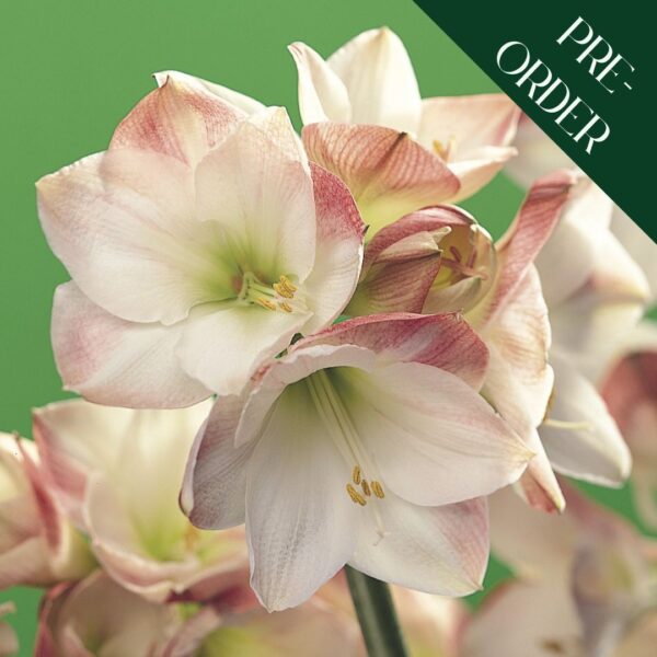 Amaryllis Apple Blossom