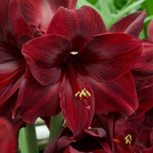 Amaryllis Black Pearl