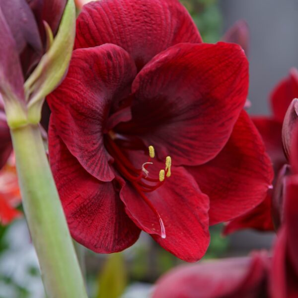 Amaryllis Black Pearl - Image 2