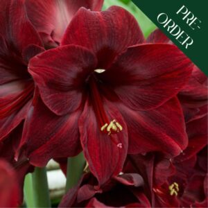 Amaryllis Black Pearl