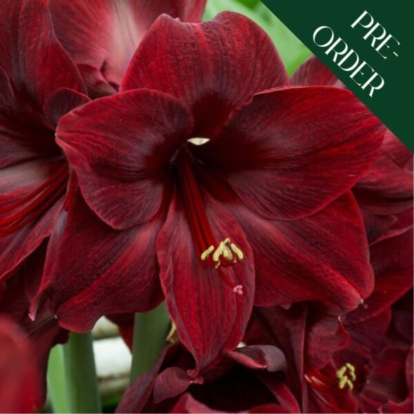 Amaryllis Black Pearl