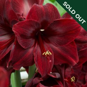 A close up image of a Black Pearl Amaryllis with deep red petals.