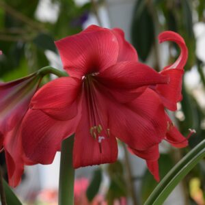 Amaryllis Carmen