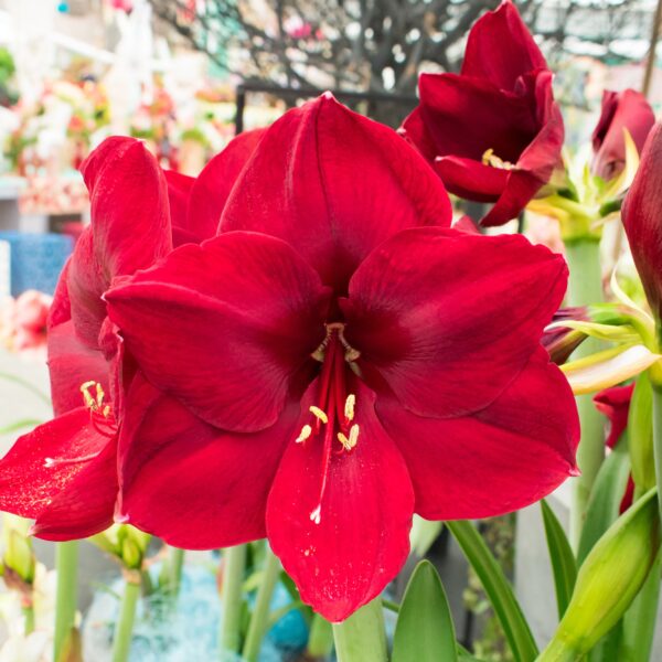 Amaryllis Carmen - Image 2