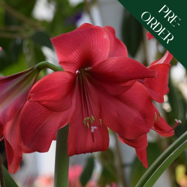 Amaryllis Carmen