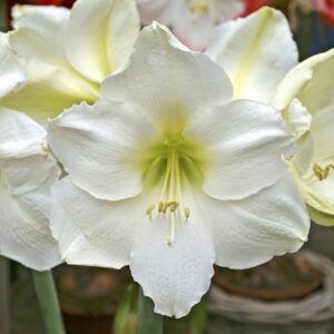 Amaryllis Mont Blanc