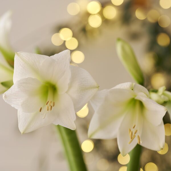 Amaryllis Mont Blanc - Image 2