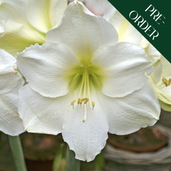 Amaryllis Mont Blanc