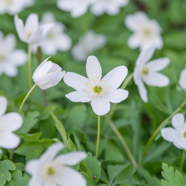 Naturalise in the Garden Bulbs Collection - Image 4