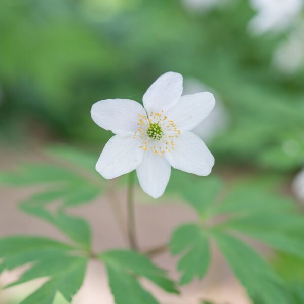 Anemone Nemerosa - Image 2