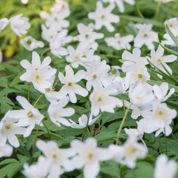 Anemone Nemerosa - Image 3