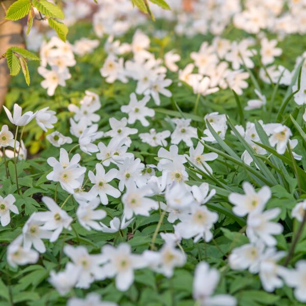 Anemone Nemerosa - Image 4