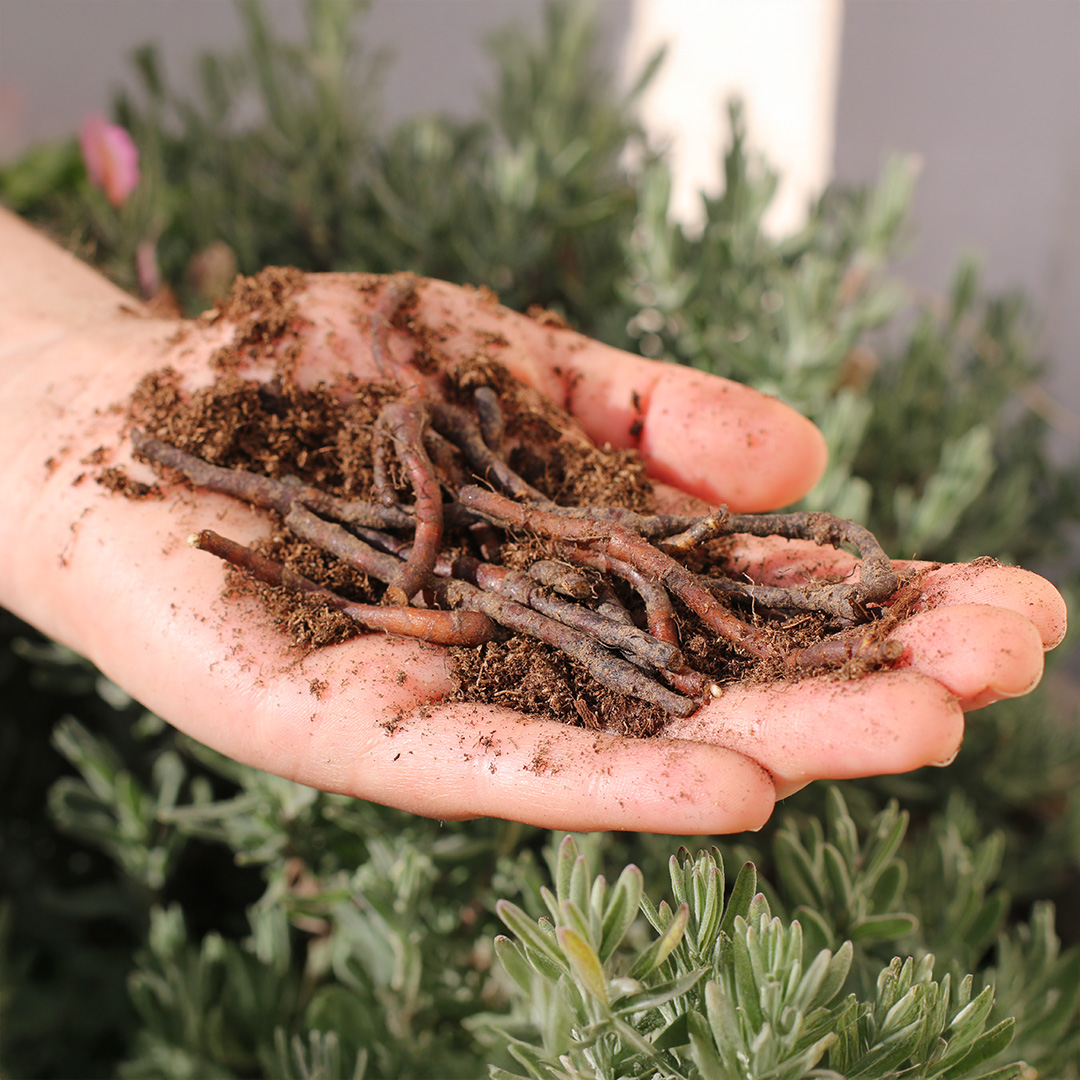 Anemone Nemerosa bulbs held on a palm with dirt and a natural background