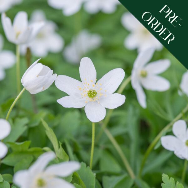 Anemone Nemerosa