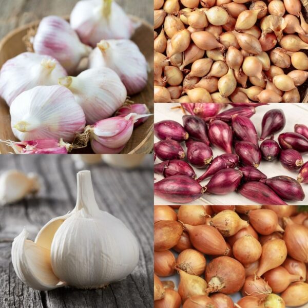 Autumn Onion, Garlic & Shallots Collection