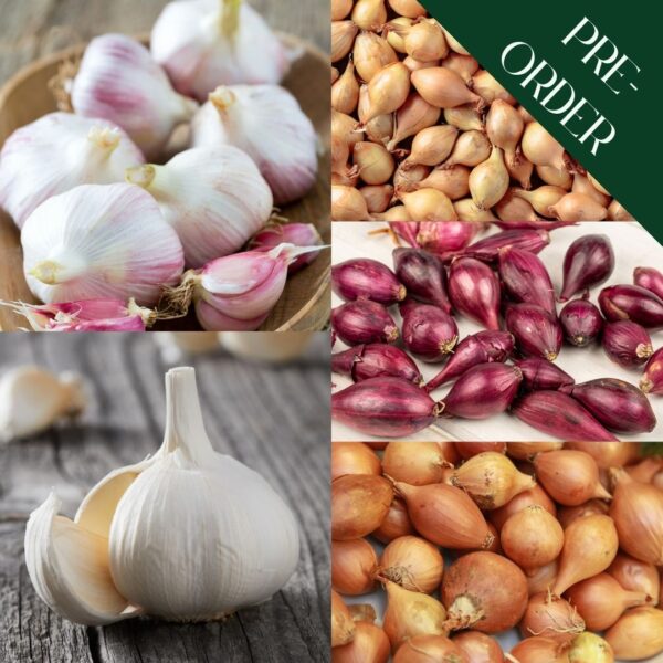 Autumn Onion, Garlic & Shallots Collection