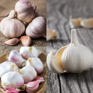 Autumn Garlic Collection