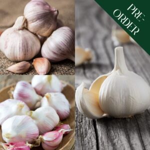 Autumn Garlic Collection