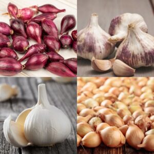 Autumn Onion & Garlic Collection
