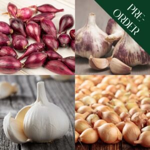 Autumn Onion & Garlic Collection