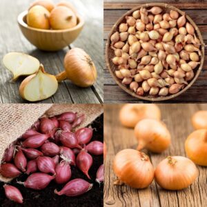 Autumn Onion & Shallot Collection