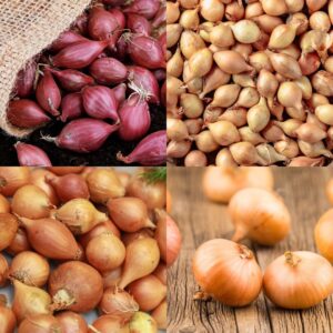 Autumn Onion & Shallot Collection