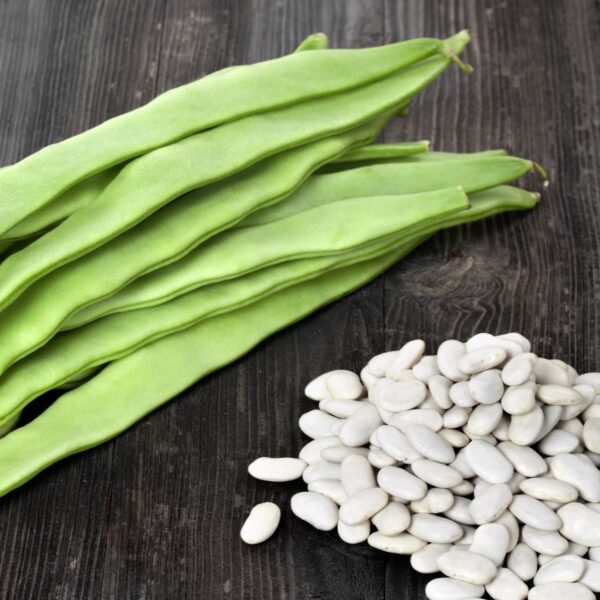 Dwarf Bean Cocco Bianco - Image 2
