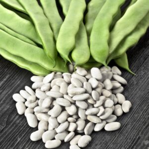 Dwarf Bean Cocco Bianco