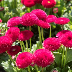 Bellis Perennis Seeds