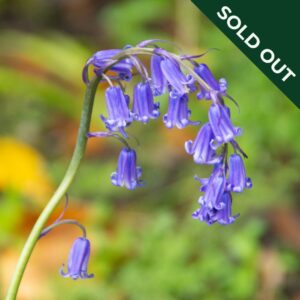 A close up image of a bluebell plant curved over with bell-like flowers and green background.