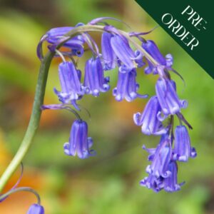 Native Bluebell (Hyancithoides - Non scripa) - 10