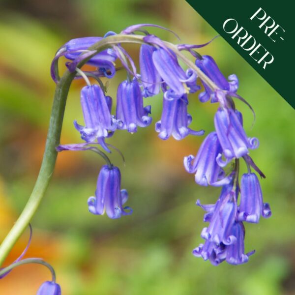 Native Bluebell (Hyancithoides - Non scripa)