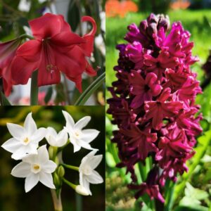 A selection of indoor flower bulbs including woodstock hyacinth, paperwhite daffodils narcissi, and carmen amaryllis in red and white.