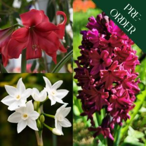 Bulbs for Christmas Collection