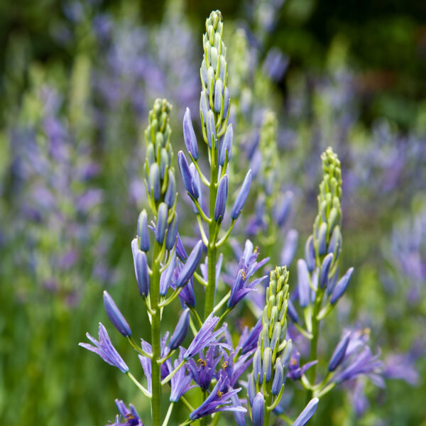 Naturalise in the Garden Bulbs Collection - Image 2