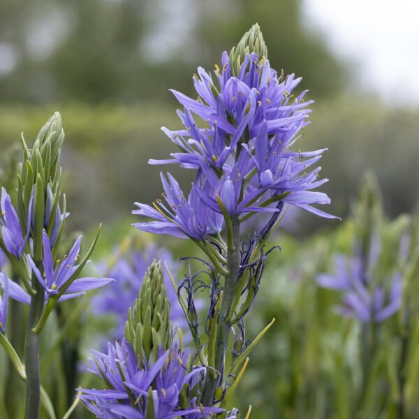 Camassia quamash - Image 2