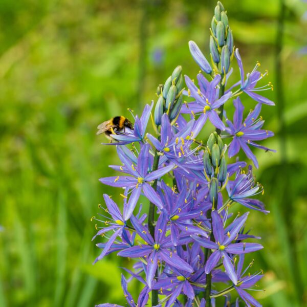 Camassia quamash - Image 3