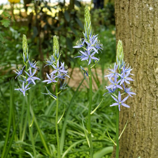 Camassia quamash - Image 4