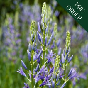 Camassia quamash