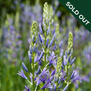 A close up image of Camassia Quamash flowers in a lavender blue with greenery