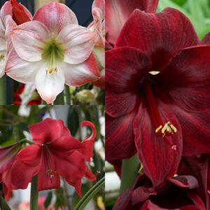 A selection of Amaryllis flowers for a Christmas collection including Apple Blossom, Carmen, and Black Pearl in red, burgundy, pink, and white.