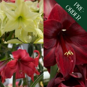 Christmas Amaryllis Collection