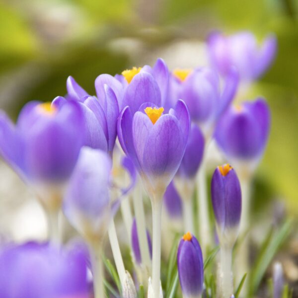 Crocus Barr's Purple