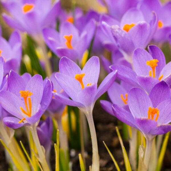 Crocus Barr's Purple - Image 2