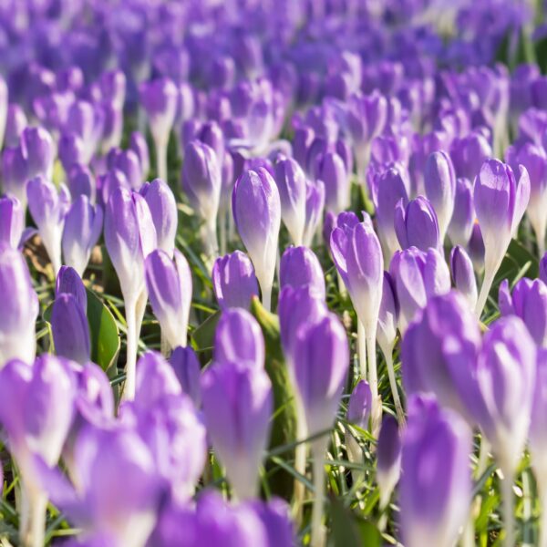Crocus Barr's Purple - Image 3