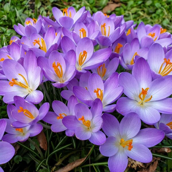 Crocus Barr's Purple - Image 4