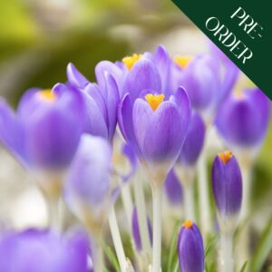 Crocus - Barr's Purple