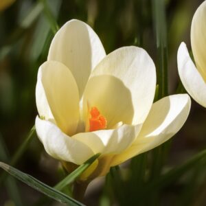 Crocus Cream Beauty