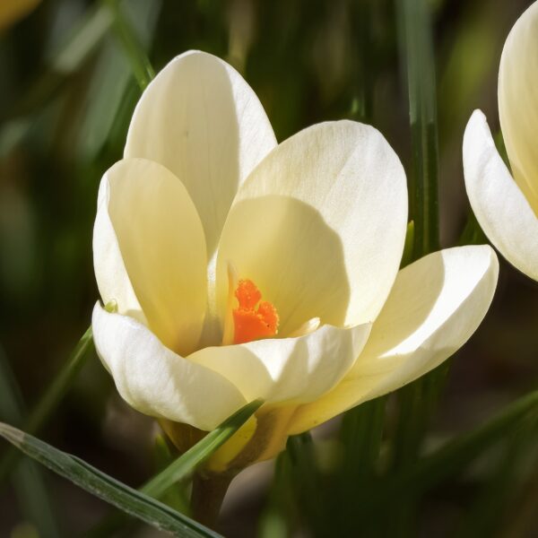 Crocus Cream Beauty