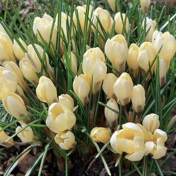 Crocus Cream Beauty - Image 2